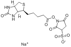 Sulfo-NHS-Biotin Structure