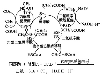 丙酮酸脱氢酶系反应
