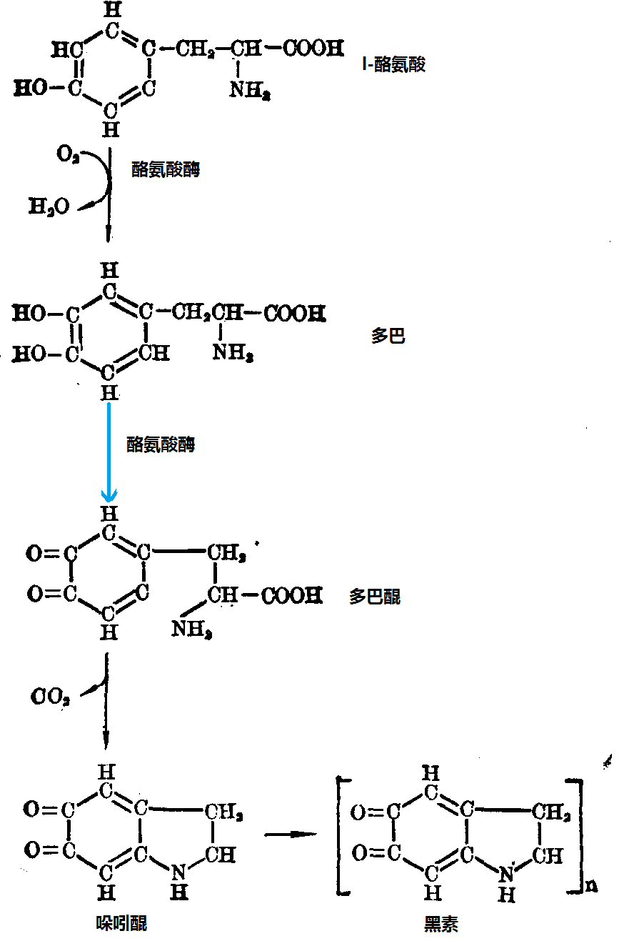 酪氨酸参与合成黑素反应路线图