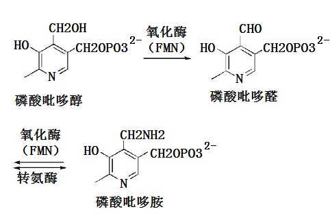 吡哆醇(pyridoxine)、吡哆醛 (pyridoxal)、吡哆胺(pyridoxamine)三种化合物在人体内的转化演示图