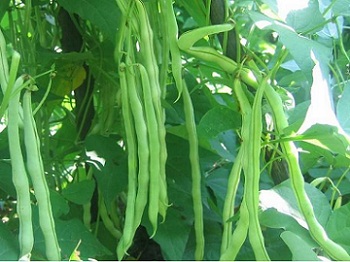 白饭豆植物