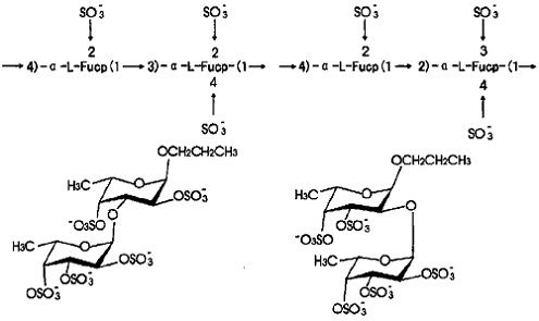 岩藻依聚糖两种二糖单元结构图