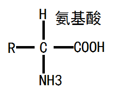 氨基酸 基本结构式