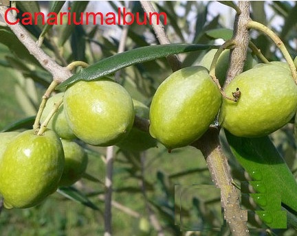 an image of the olive (Olea europaea) tree