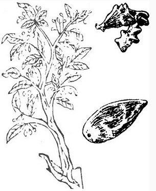the picture of the gallic plant