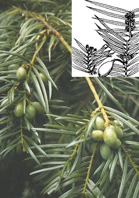 a photograph of leaves and fruits of Cephalotaxus fortunei