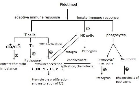 Function mechanism of pidotimod