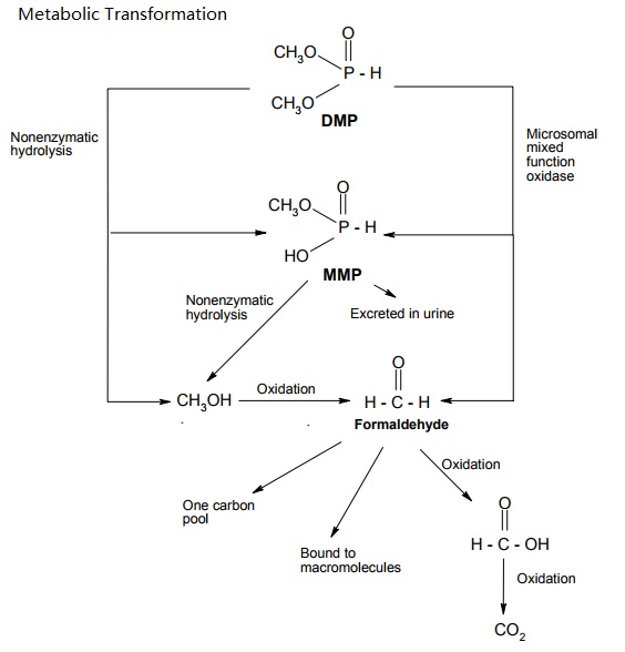 Proposed metabolic pathways of DMP in rats and mice