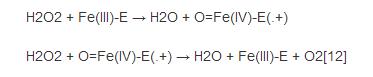 过氧化氢酶完整的催化机制