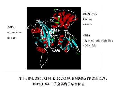 T4 DNA连接酶原理图