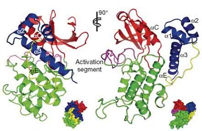 蛋白酶空间结构解析图