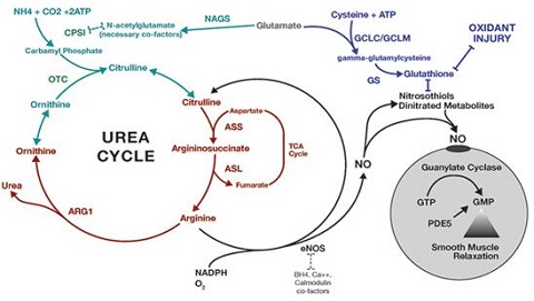 urea cycle in animals