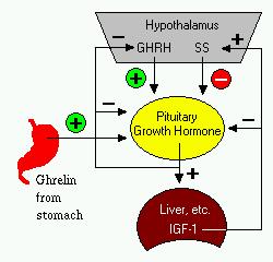 Control of growth hormone release
