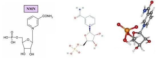 NMN/β-烟酰胺单核苷酸最全科普（上）