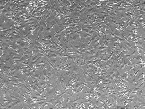 ATDC5小鼠胚胎瘤细胞
