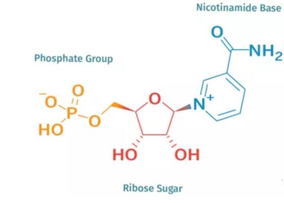 烟酰胺单核苷酸的功效与作用