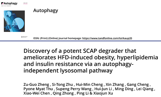Autophagy |治疗肥胖的潜在小分子化合物石蒜碱可用于治疗代谢性疾病