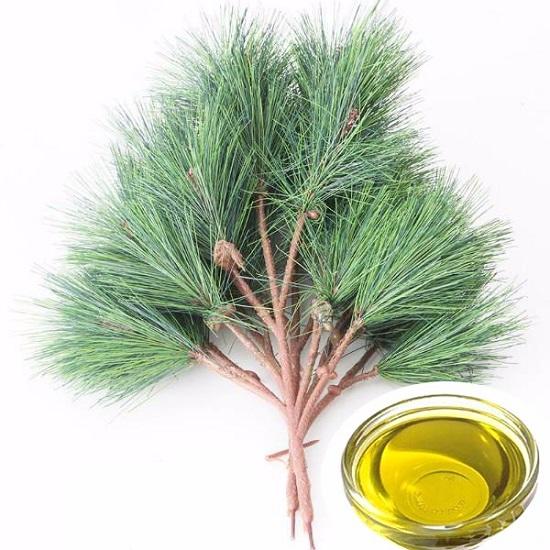 Pineneedle oil.jpg