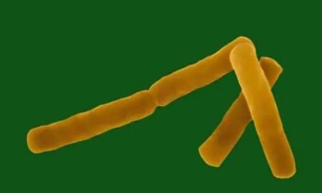 蜡样芽孢杆菌-生物杀菌剂