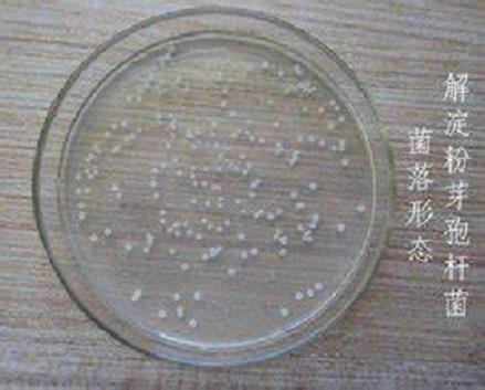 利用解淀粉芽孢杆菌制备的防治菌剂