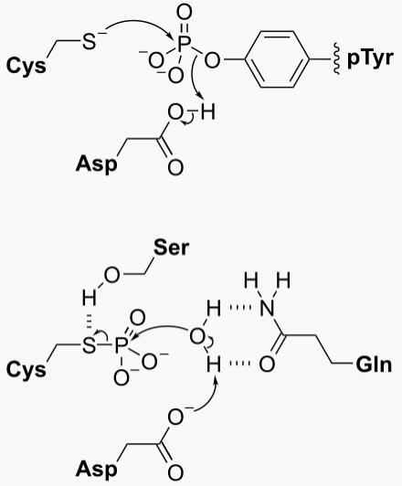 磷酸酶的生物学功能