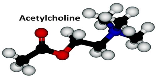 51-84-3 AcetylcholineUsesEnvironmental Fate
