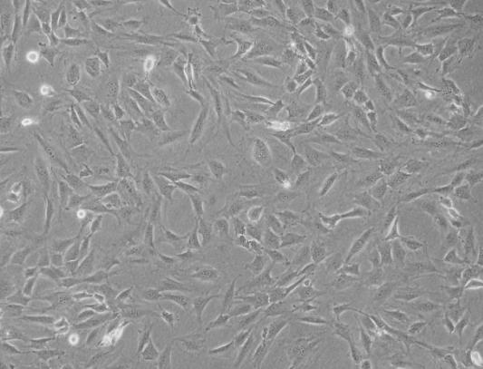 NIH3T3小鼠胚胎成纤维细胞