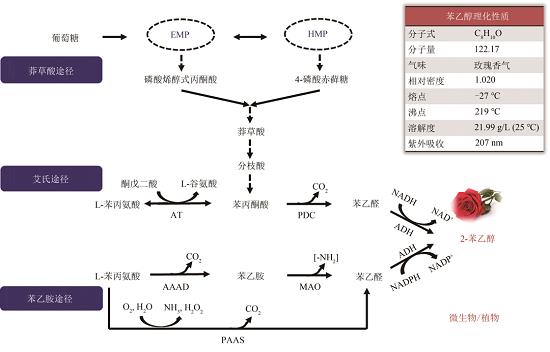 《合成生物学》期刊 | 姜岷，信丰学等：2-苯乙醇生物合成的研究进展