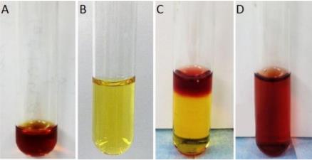 Solution preparation and color change before and after β-lactamase exposure