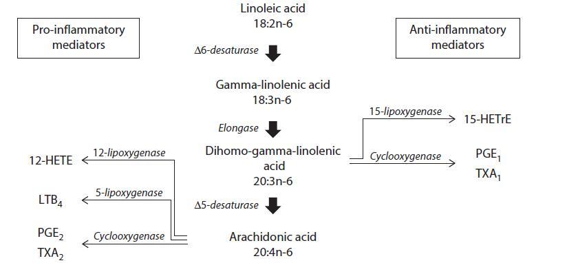 506-26-3 MetabolismCutaneous SignificanceLinoleicGamma-Linolenic Acid