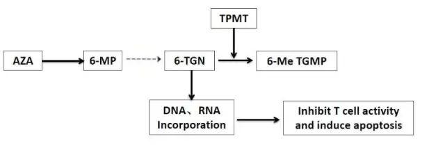 6-巯基嘌呤及硫唑嘌呤不良反应相关基因检测