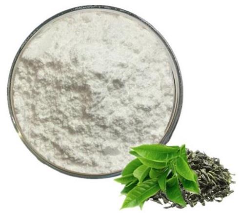 茶叶茶氨酸在医学上的应用