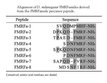 64190-70-1 ?FMRFamideDiscoverySynthesis and releaseBiological functions