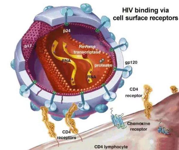 细胞中阻断HIV病毒复制