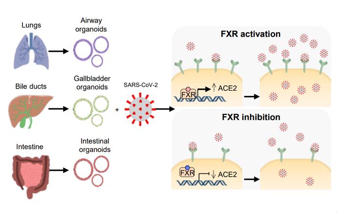 FXR调节ACE2表达和SARS-CoV-2感染.png