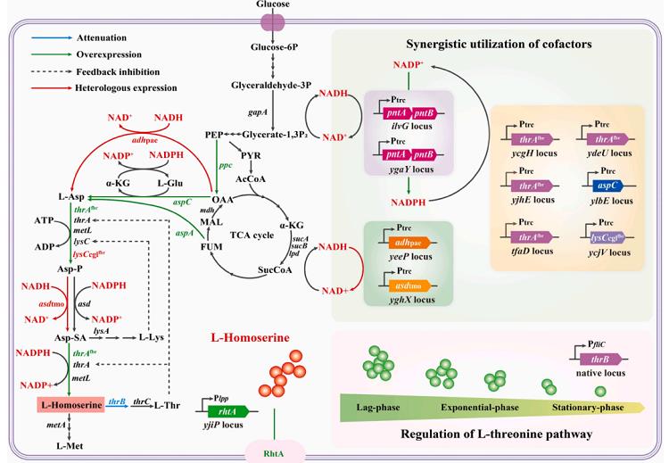 L-高丝氨酸在大肠杆菌中的生物合成途径及菌株构建策略.png