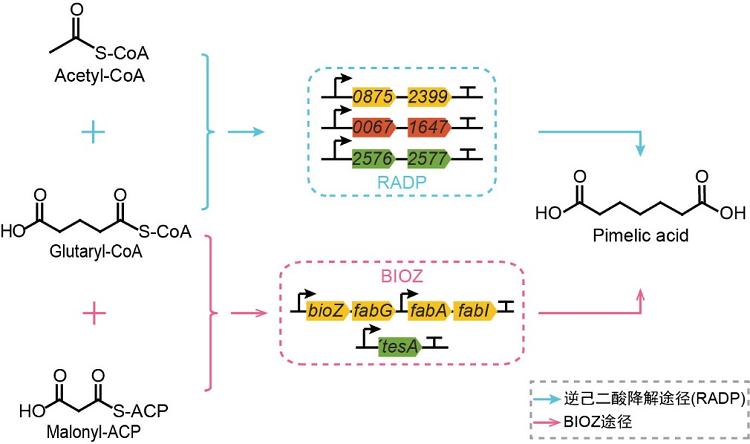 克莱森缩合反应介导的庚二酸的生物合成.png