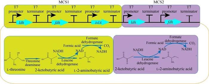 多酶级联表达制备l-2-氨基丁酸的示意图.jpg