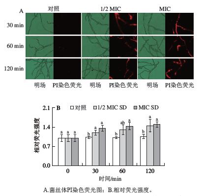 SD处理对P. digitatum菌丝体细胞膜完整性的影响.png