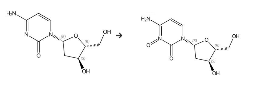 2’-脱氧胞苷的合成及其多种作用