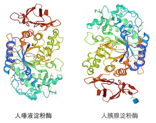唾液型淀粉酶（S-AMS）和胰腺型淀粉酶（P-AMS）.png