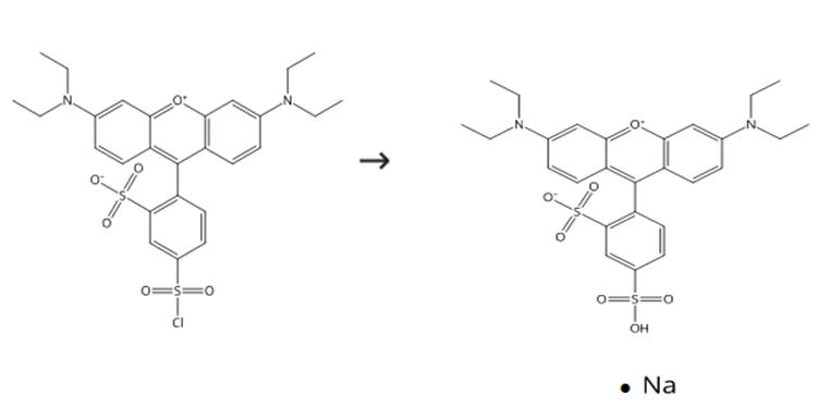 磺酰罗丹明B的合成和应用