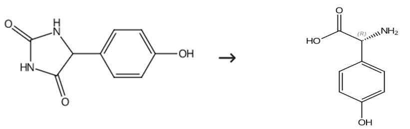 图1 D(-)-对羟基苯甘氨酸的合成路线