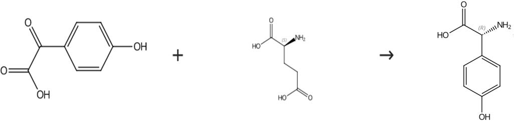 图2 D(-)-对羟基苯甘氨酸的合成路线