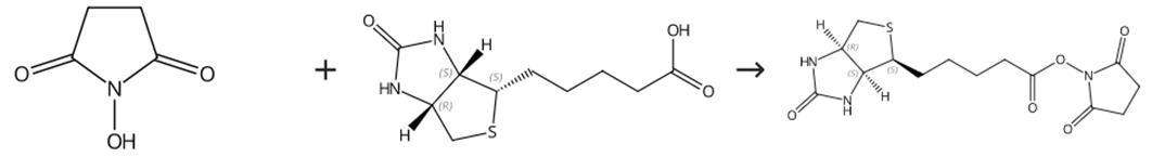 图1 (+)生物素-N-琥珀酰亚胺基酯的合成路线