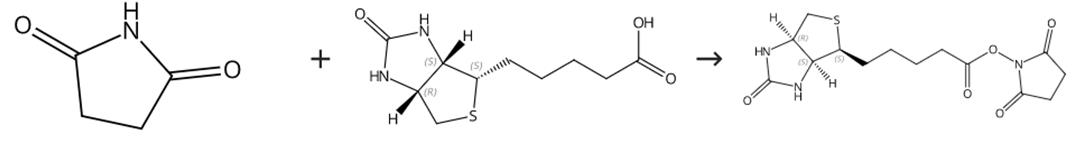 图2 (+)生物素-N-琥珀酰亚胺基酯的合成路线