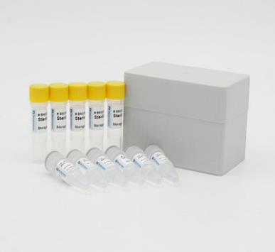 伞枝梨头霉PCR试剂盒.png