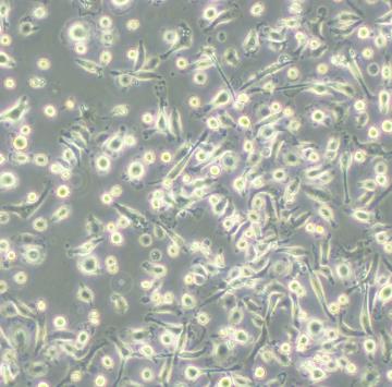 小鼠巨噬细胞.png