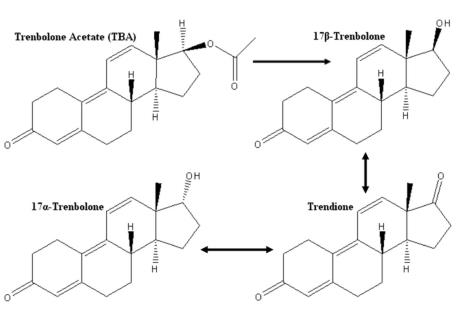 Figure 1 Primary pathway of trenbolone acetate (TBA) metabolism in cattle.