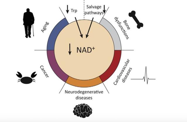53-84-9 NAD+Biosynthesismetabolismaging and disease